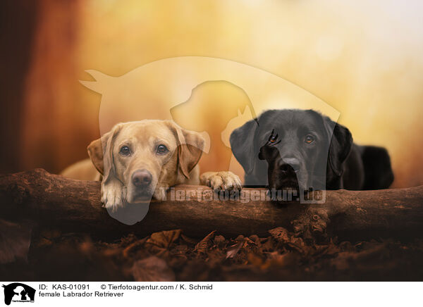 female Labrador Retriever / KAS-01091