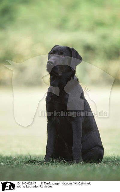 junger Labrador Retriever / young Labrador Retriever / NC-02947