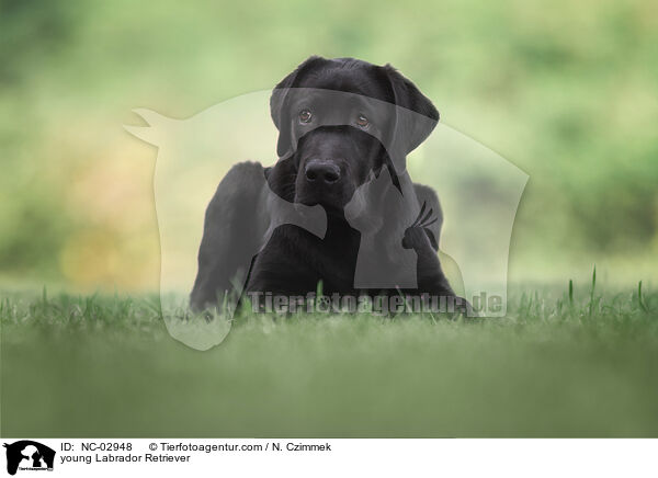 junger Labrador Retriever / young Labrador Retriever / NC-02948