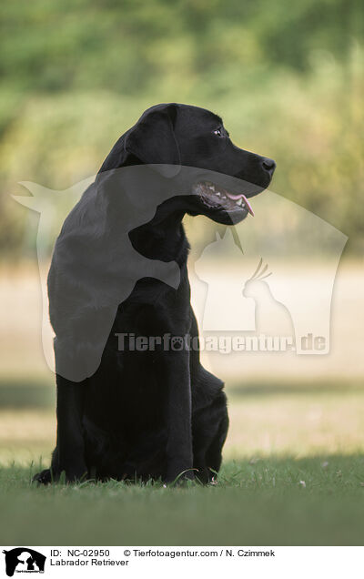 Labrador Retriever / Labrador Retriever / NC-02950