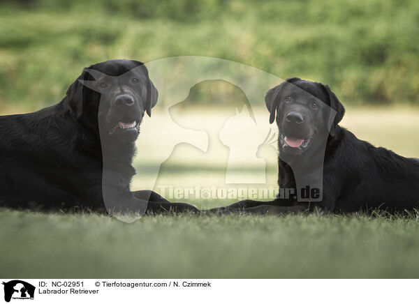 Labrador Retriever / Labrador Retriever / NC-02951