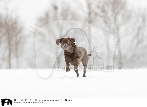 Labrador Retriever Hndin / female Labrador Retriever / TBA-02647