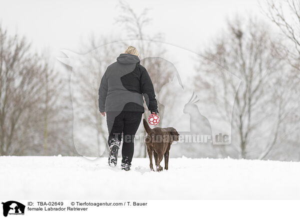 Labrador Retriever Hndin / female Labrador Retriever / TBA-02649