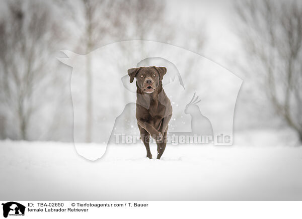 Labrador Retriever Hndin / female Labrador Retriever / TBA-02650