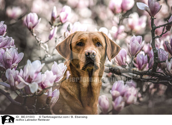 redfox Labrador Retriever / redfox Labrador Retriever / BE-01003