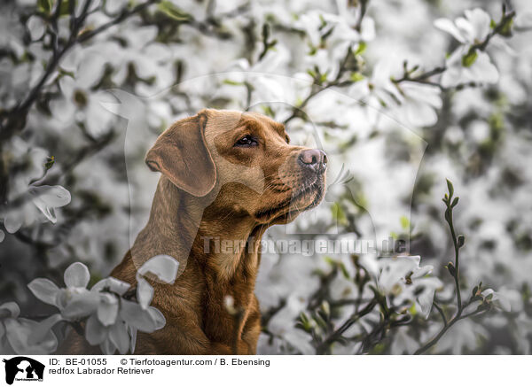 redfox Labrador Retriever / redfox Labrador Retriever / BE-01055