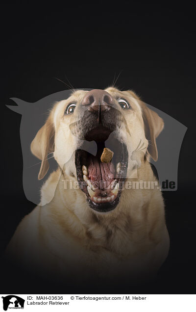 Labrador Retriever / Labrador Retriever / MAH-03636