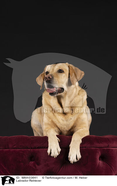 Labrador Retriever / Labrador Retriever / MAH-03641