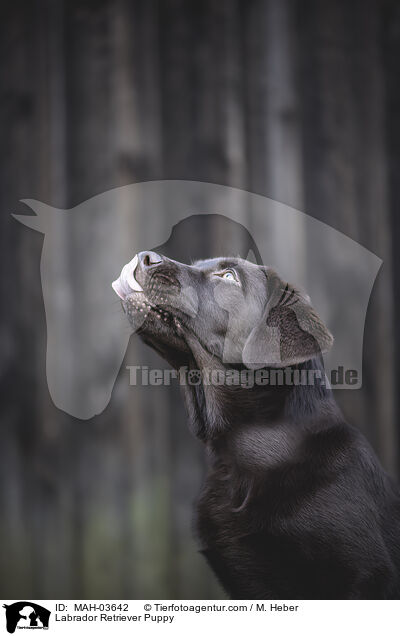 Labrador Retriever Welpe / Labrador Retriever Puppy / MAH-03642