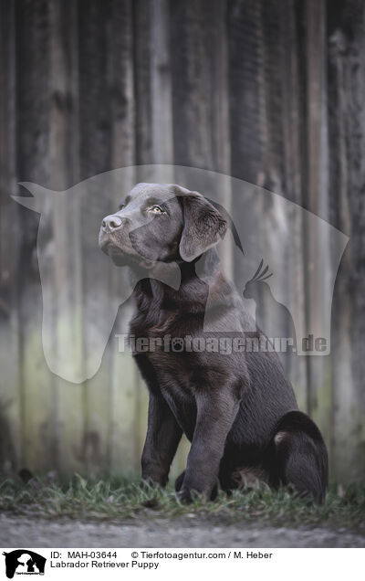 Labrador Retriever Welpe / Labrador Retriever Puppy / MAH-03644