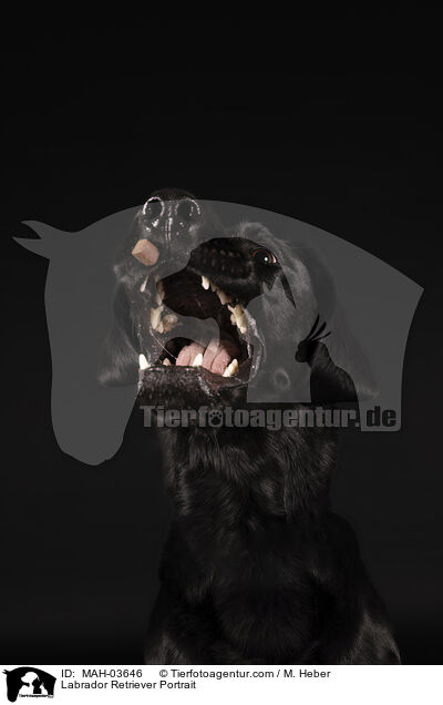 Labrador Retriever Portrait / Labrador Retriever Portrait / MAH-03646
