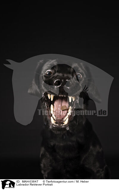 Labrador Retriever Portrait / Labrador Retriever Portrait / MAH-03647