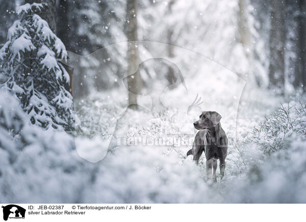 silberner Labrador Retriever / silver Labrador Retriever / JEB-02387