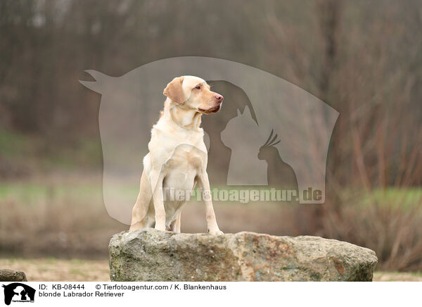 blonder Labrador Retriever / blonde Labrador Retriever / KB-08444