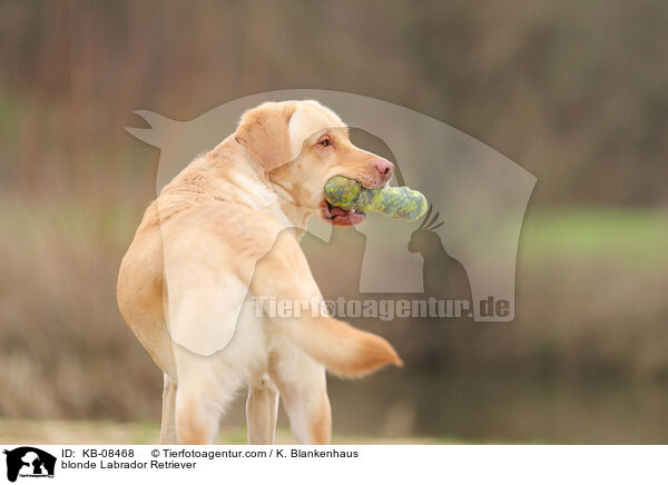 blonder Labrador Retriever / blonde Labrador Retriever / KB-08468