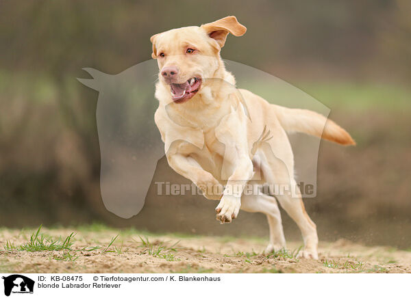 blonder Labrador Retriever / blonde Labrador Retriever / KB-08475