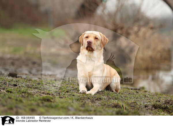 blonde Labrador Retriever / KB-08490