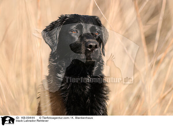 schwarzer Labrador Retriever / black Labrador Retriever / KB-09444