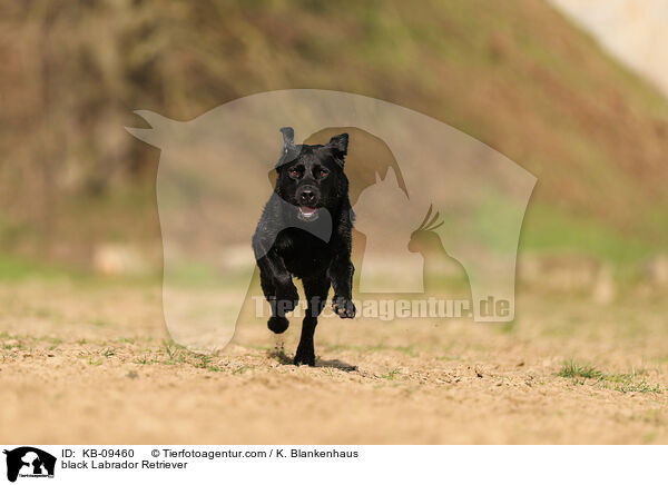 schwarzer Labrador Retriever / black Labrador Retriever / KB-09460
