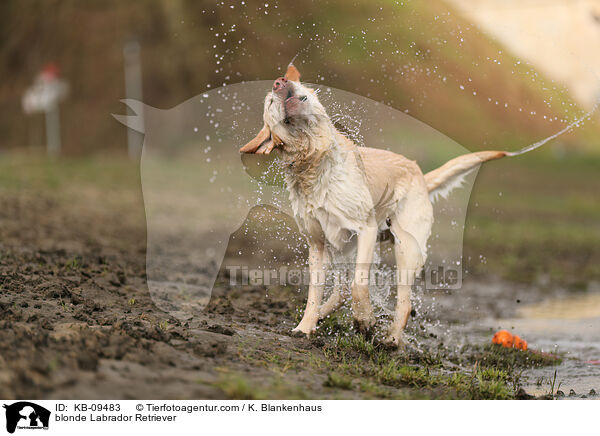 blonder Labrador Retriever / blonde Labrador Retriever / KB-09483