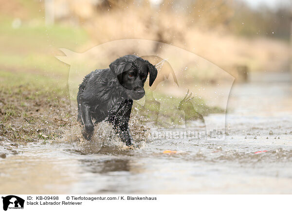 schwarzer Labrador Retriever / black Labrador Retriever / KB-09498