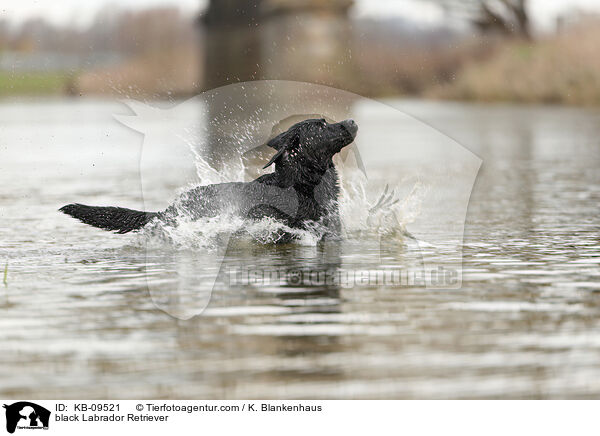 schwarzer Labrador Retriever / black Labrador Retriever / KB-09521