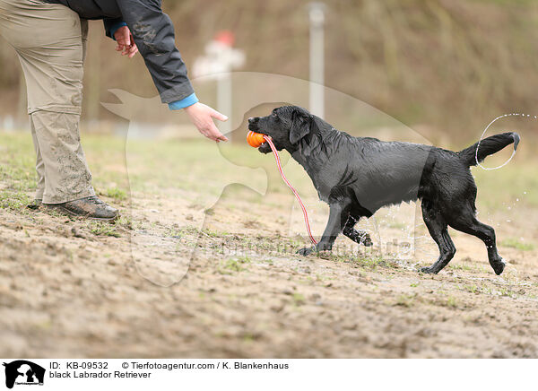 schwarzer Labrador Retriever / black Labrador Retriever / KB-09532