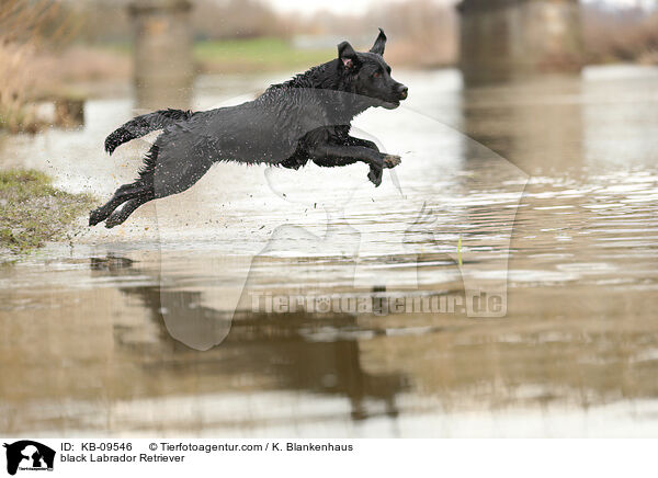 schwarzer Labrador Retriever / black Labrador Retriever / KB-09546