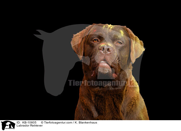 Labrador Retriever / KB-10805