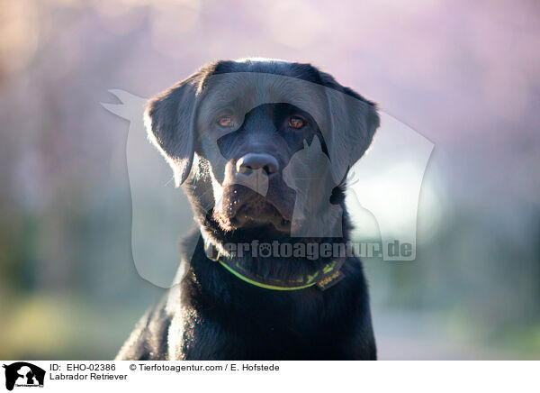 Labrador Retriever / EHO-02386