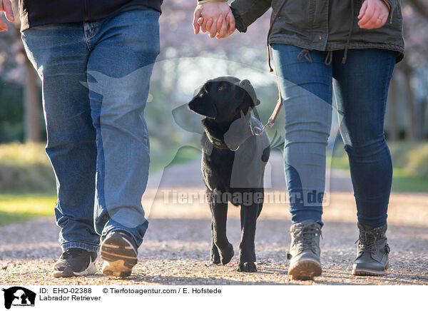 Labrador Retriever / Labrador Retriever / EHO-02388