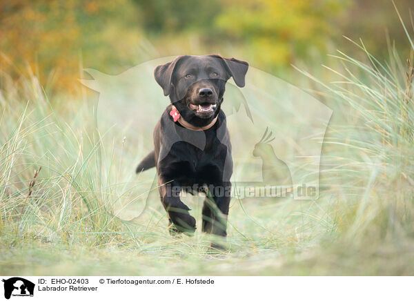 Labrador Retriever / Labrador Retriever / EHO-02403