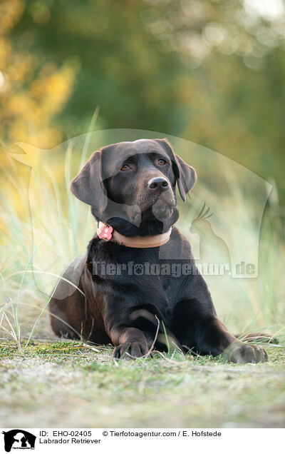 Labrador Retriever / Labrador Retriever / EHO-02405