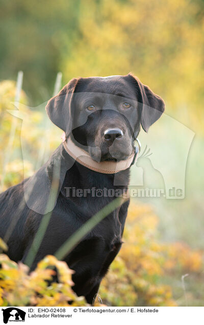 Labrador Retriever / Labrador Retriever / EHO-02408