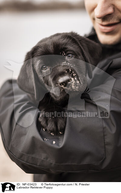 Labrador Retriever Welpe / Labrador Retriever Puppy / NP-03423