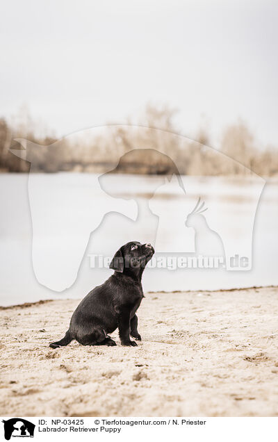 Labrador Retriever Welpe / Labrador Retriever Puppy / NP-03425