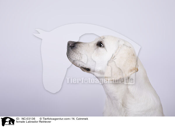 Labrador Retriever Hndin / female Labrador Retriever / NC-03136
