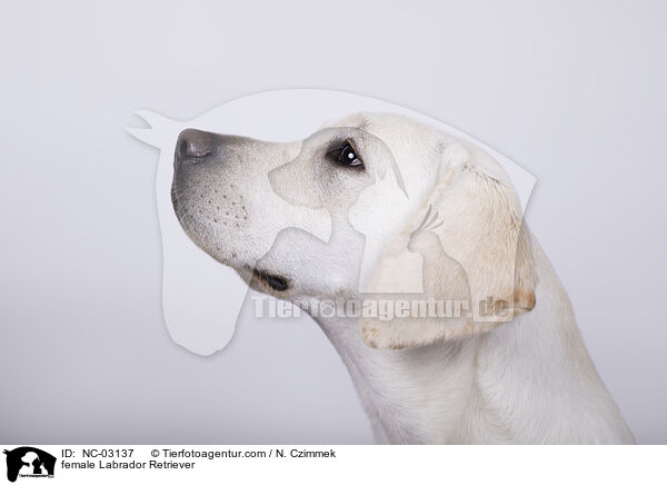 female Labrador Retriever / NC-03137