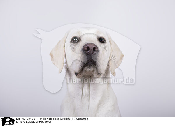 Labrador Retriever Hndin / female Labrador Retriever / NC-03138