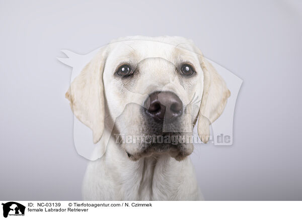 Labrador Retriever Hndin / female Labrador Retriever / NC-03139