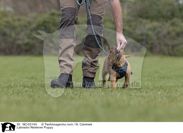 Labrador Retriever Welpe / Labrador Retriever Puppy / NC-03144