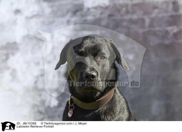Labrador Retriever Portrait / Labrador Retriever Portrait / JM-15388