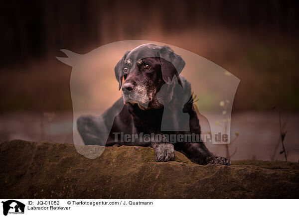 Labrador Retriever / Labrador Retriever / JQ-01052