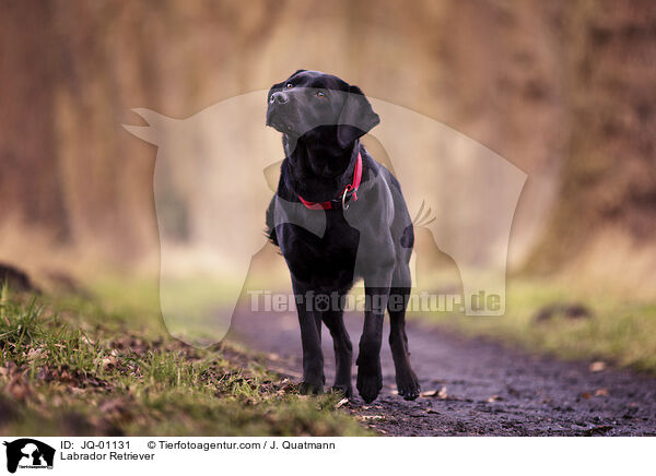 Labrador Retriever / Labrador Retriever / JQ-01131