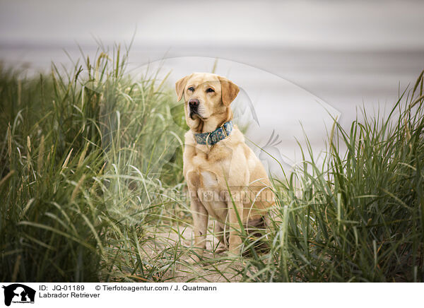 Labrador Retriever / Labrador Retriever / JQ-01189