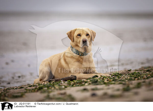 Labrador Retriever / Labrador Retriever / JQ-01191