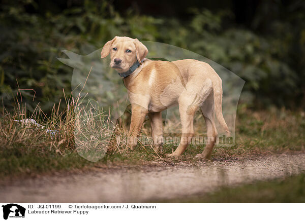 Labrador Retriever Welpe / Labrador Retriever Puppy / JQ-01199