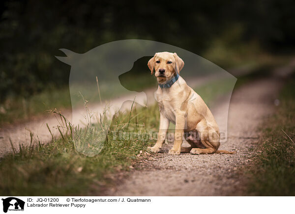 Labrador Retriever Welpe / Labrador Retriever Puppy / JQ-01200