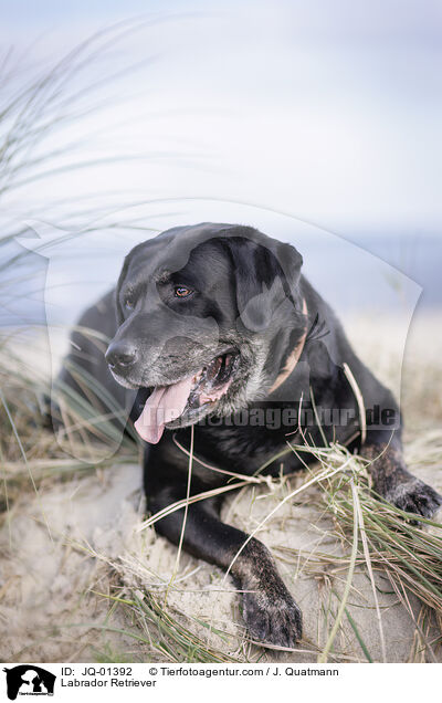 Labrador Retriever / Labrador Retriever / JQ-01392