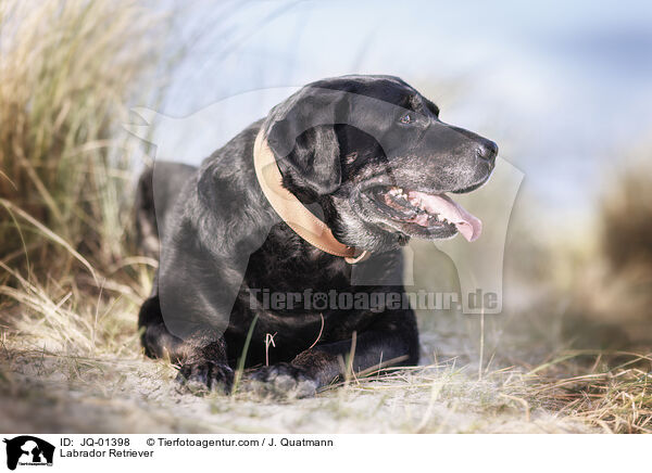 Labrador Retriever / Labrador Retriever / JQ-01398